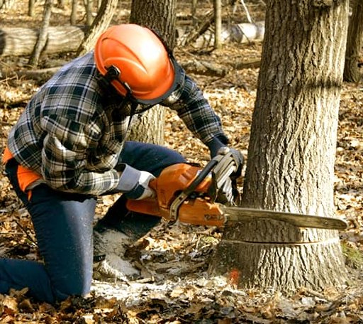 Tree Removal in Pearland, TX